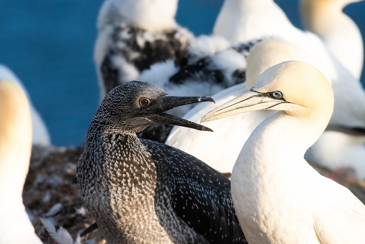 Northern Gannet - ML645492634