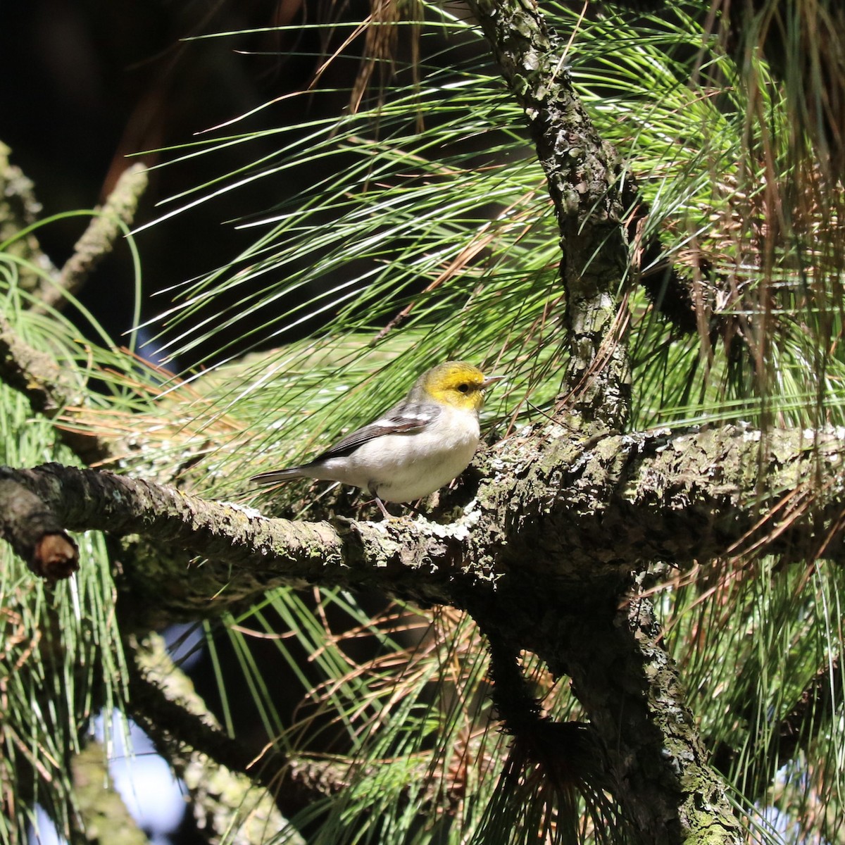 Hermit Warbler - ML645492635