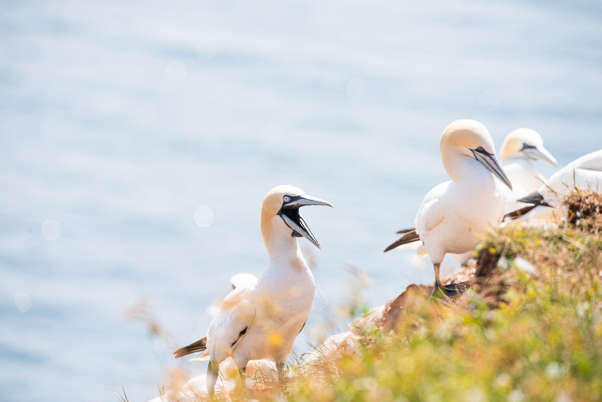 Northern Gannet - ML645492639