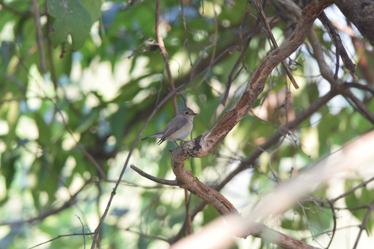 Red-breasted Flycatcher - ML645492640