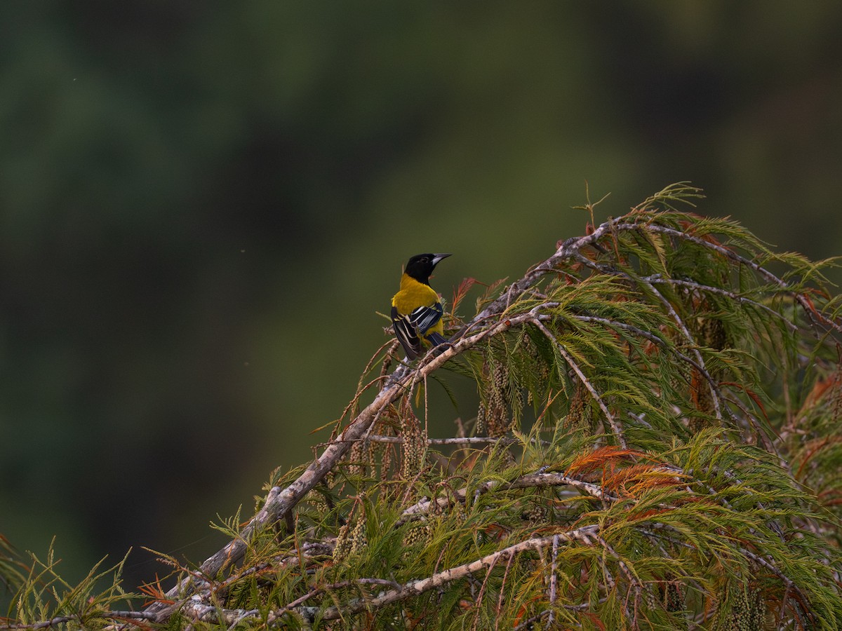 Audubon's Oriole - ML645492641