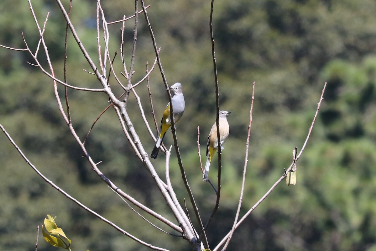 Gray Silky-flycatcher - ML645492646