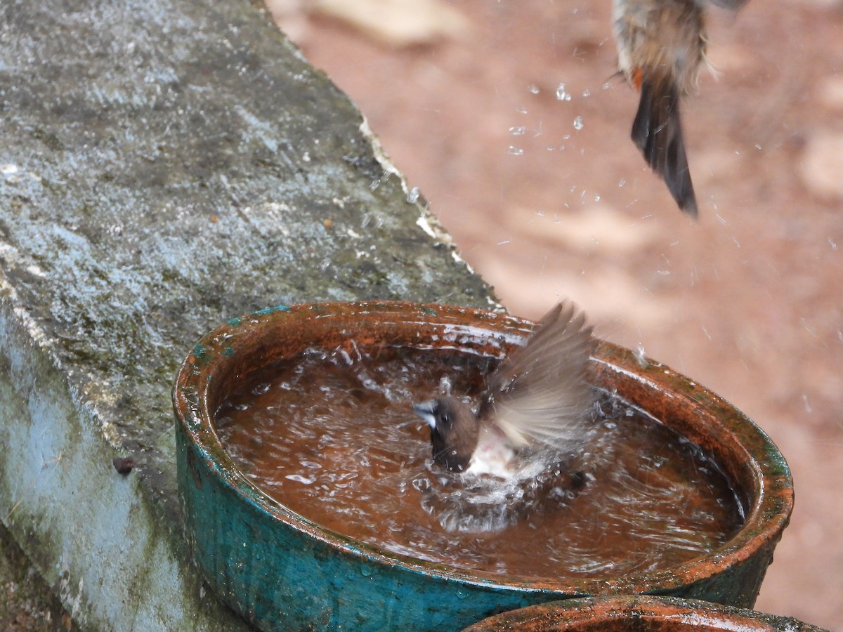 White-rumped Munia - ML645492651