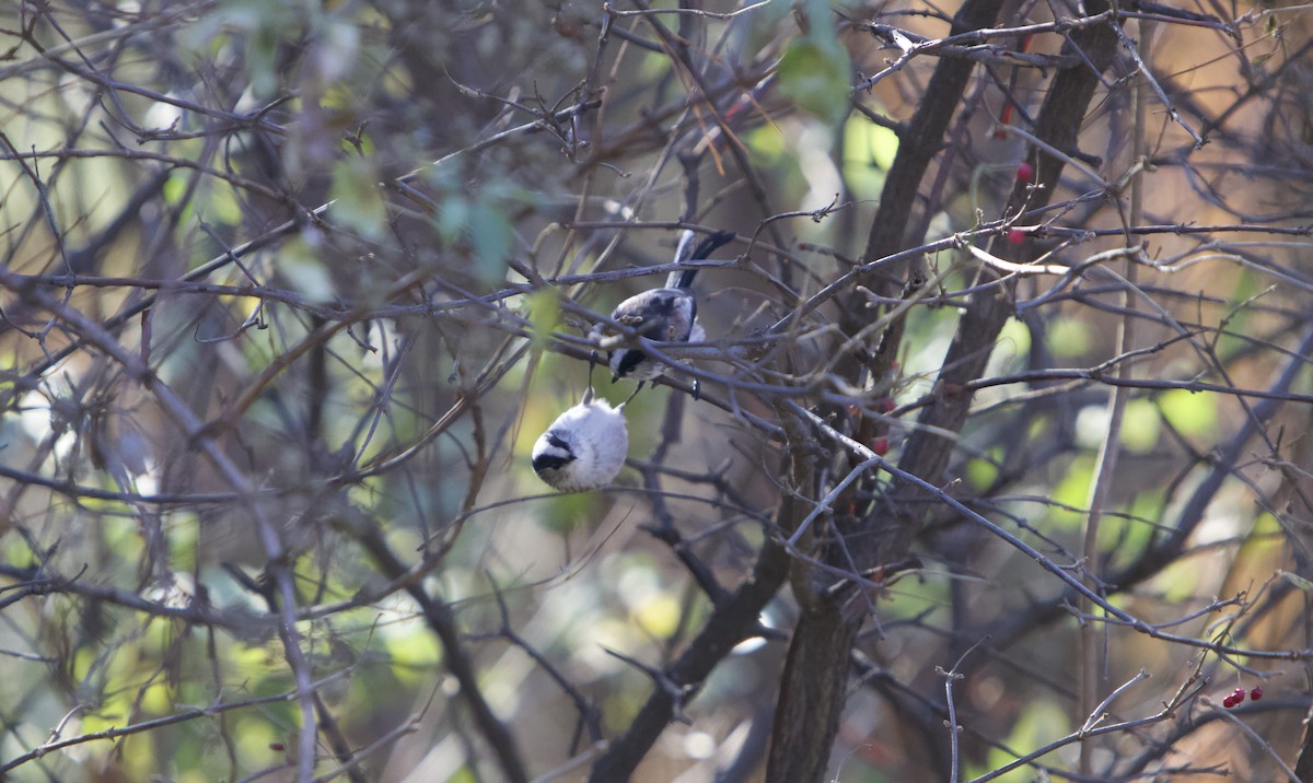 Синиця довгохвоста - ML645492656