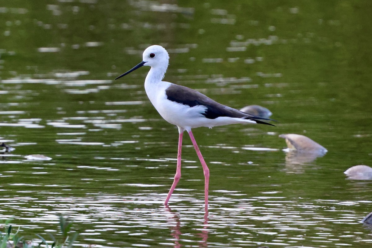 高蹺鴴 - ML645492660