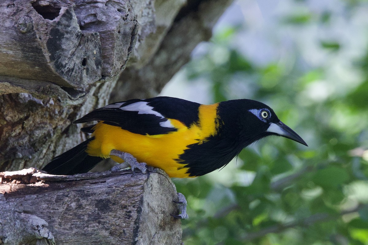 Venezuelan Troupial - ML645492663