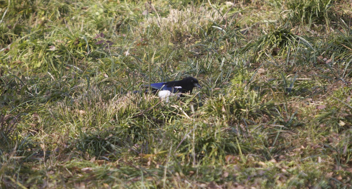 Сорока усурійська - ML645492667