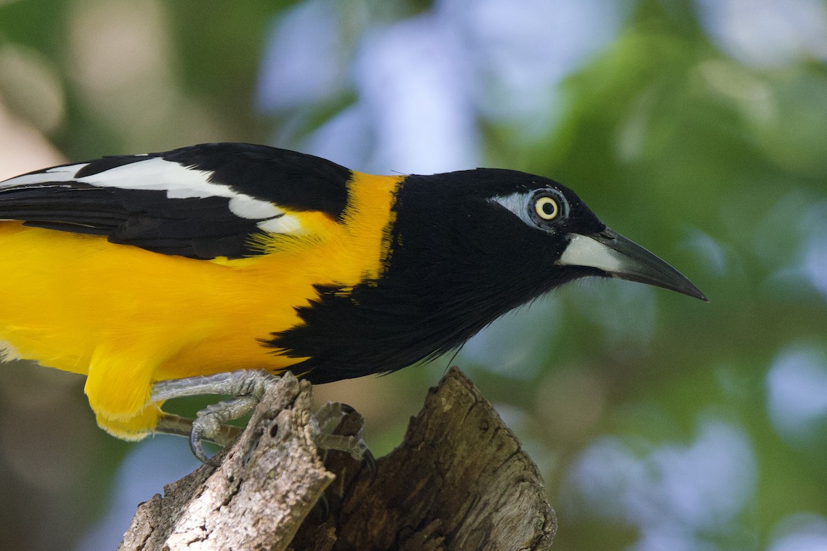 Venezuelan Troupial - ML645492668