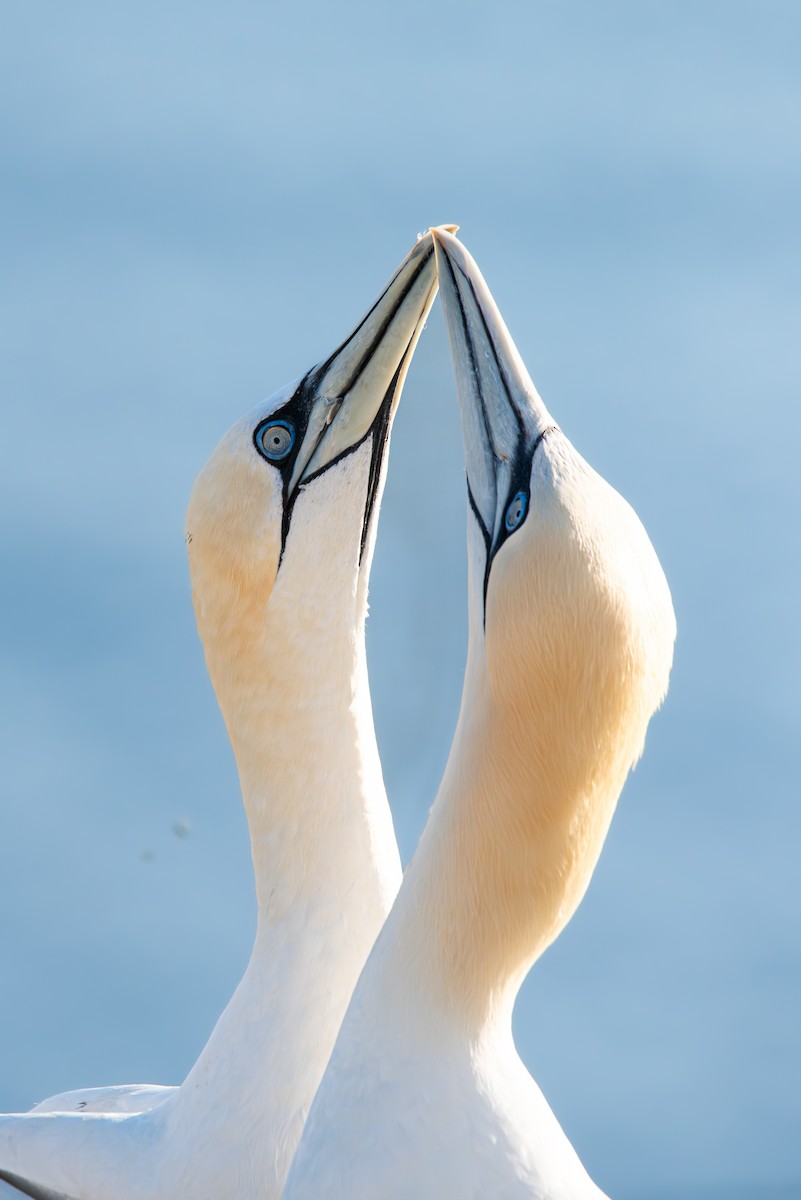 Northern Gannet - ML645492669