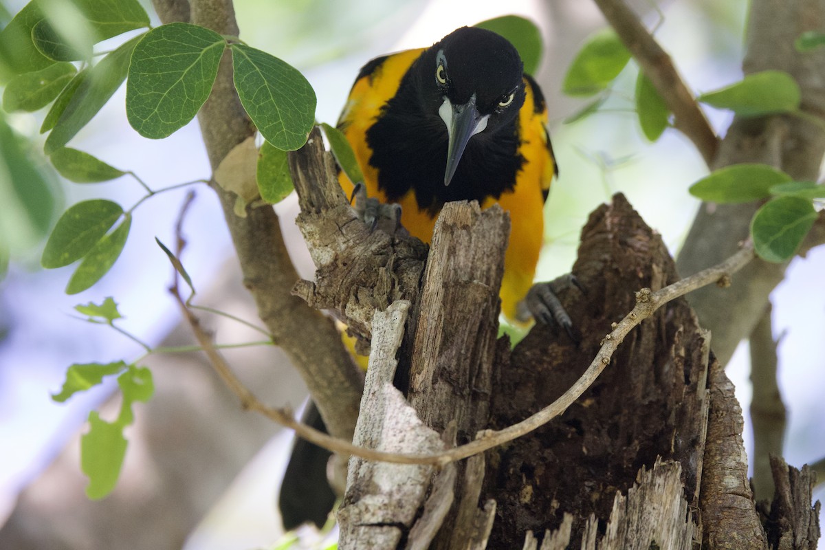 Venezuelan Troupial - ML645492670