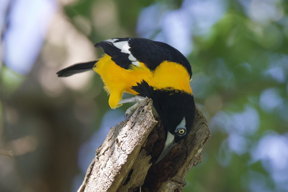 Venezuelan Troupial - ML645492671