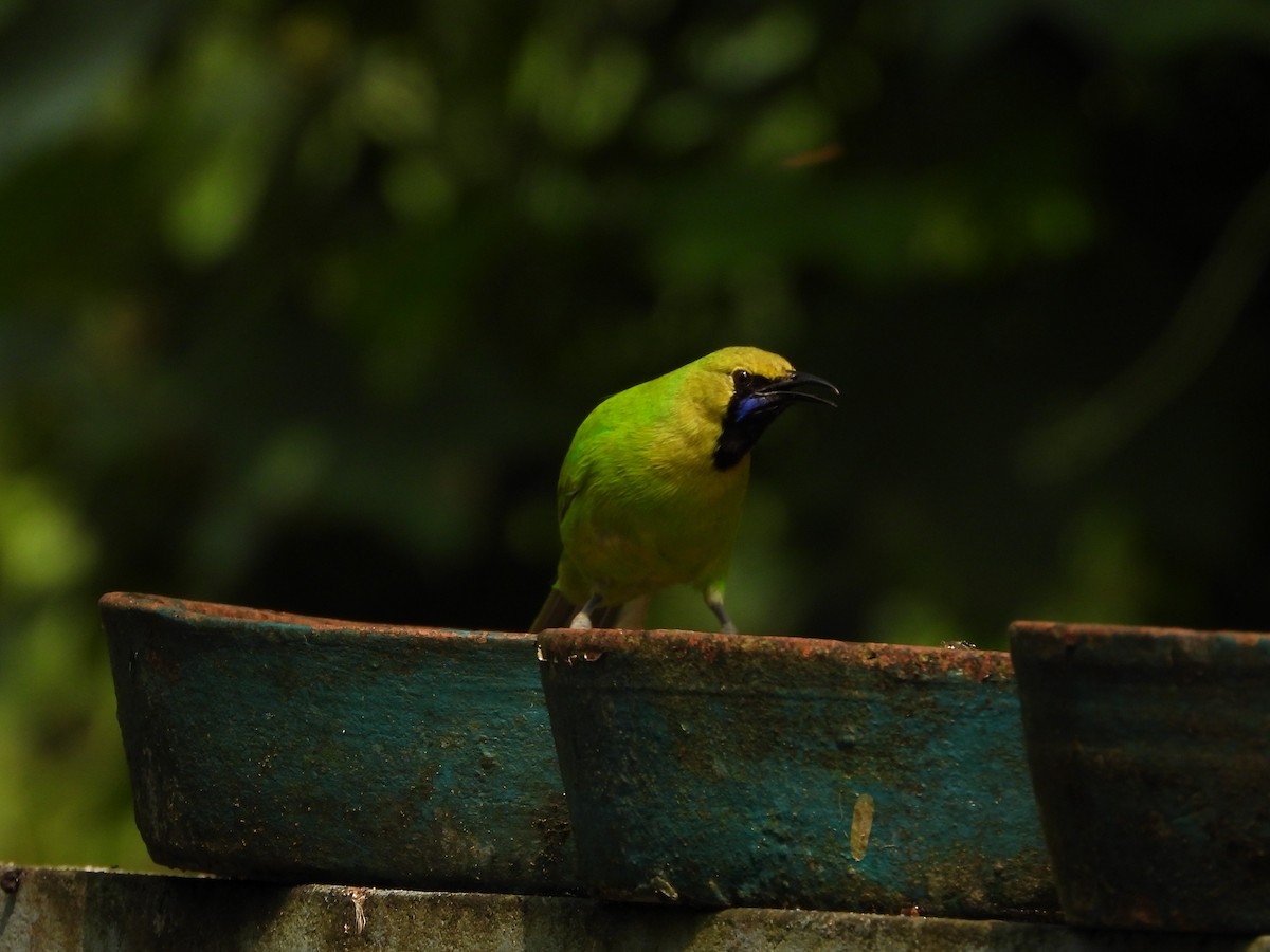 Golden-fronted Leafbird - ML645492679