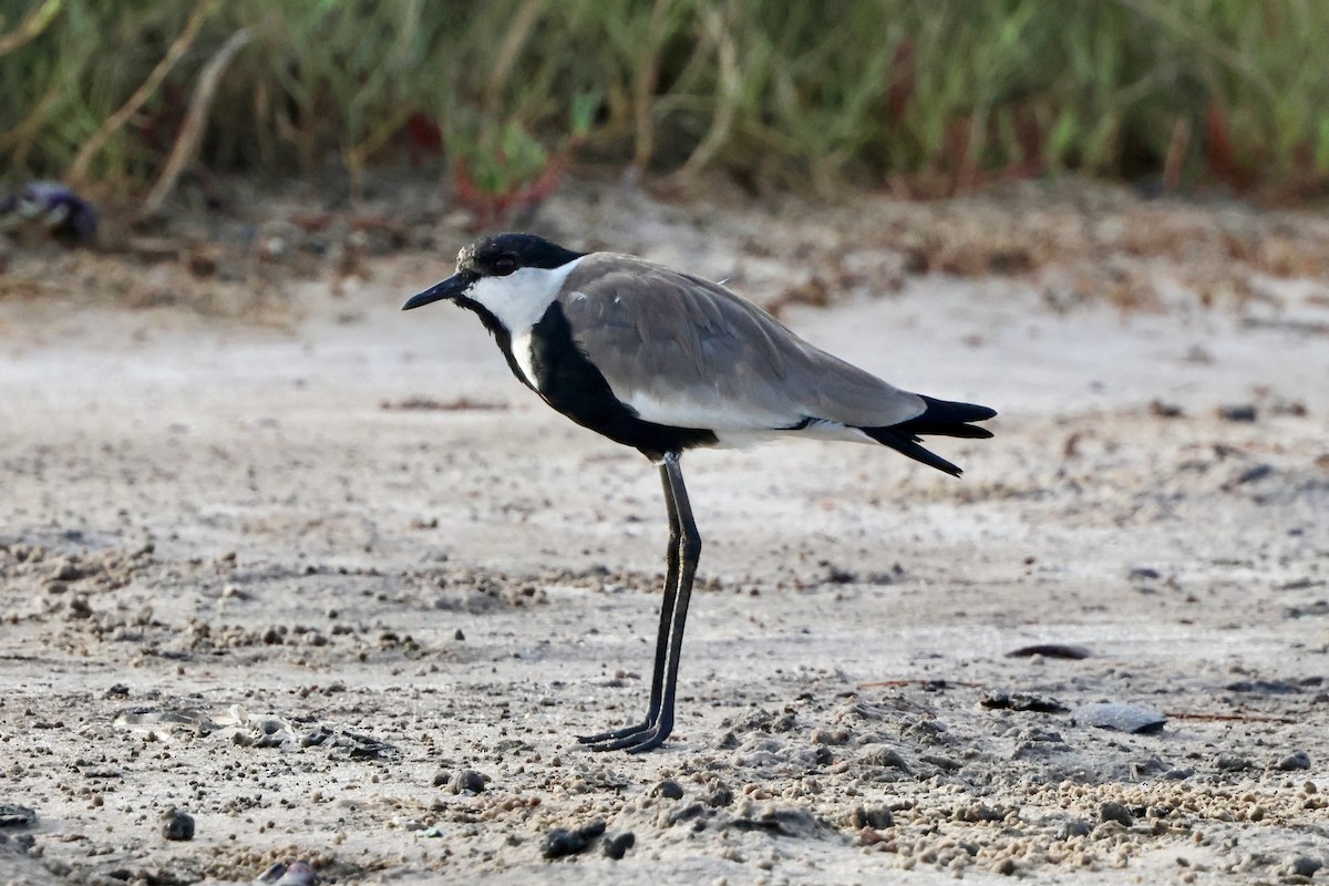 Vanneau à éperons - ML645492683