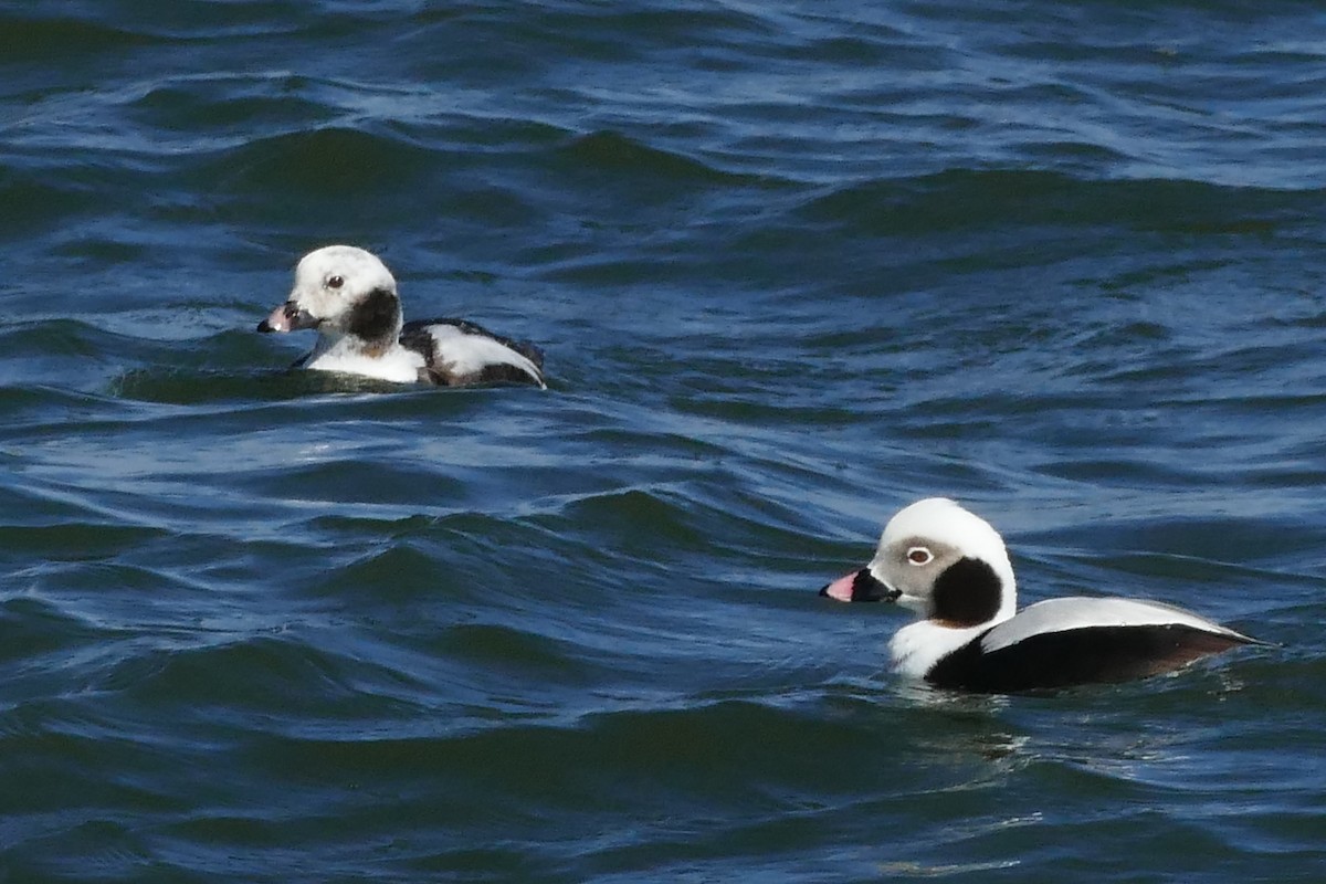 Морянка - ML645492684