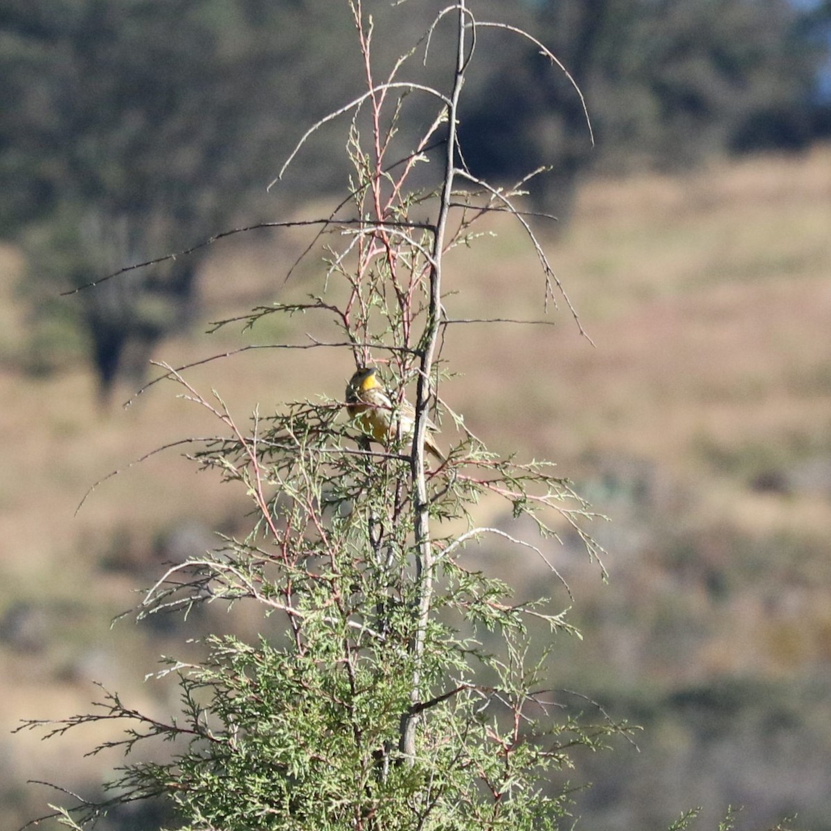 Шпаркос аризонський - ML645492686