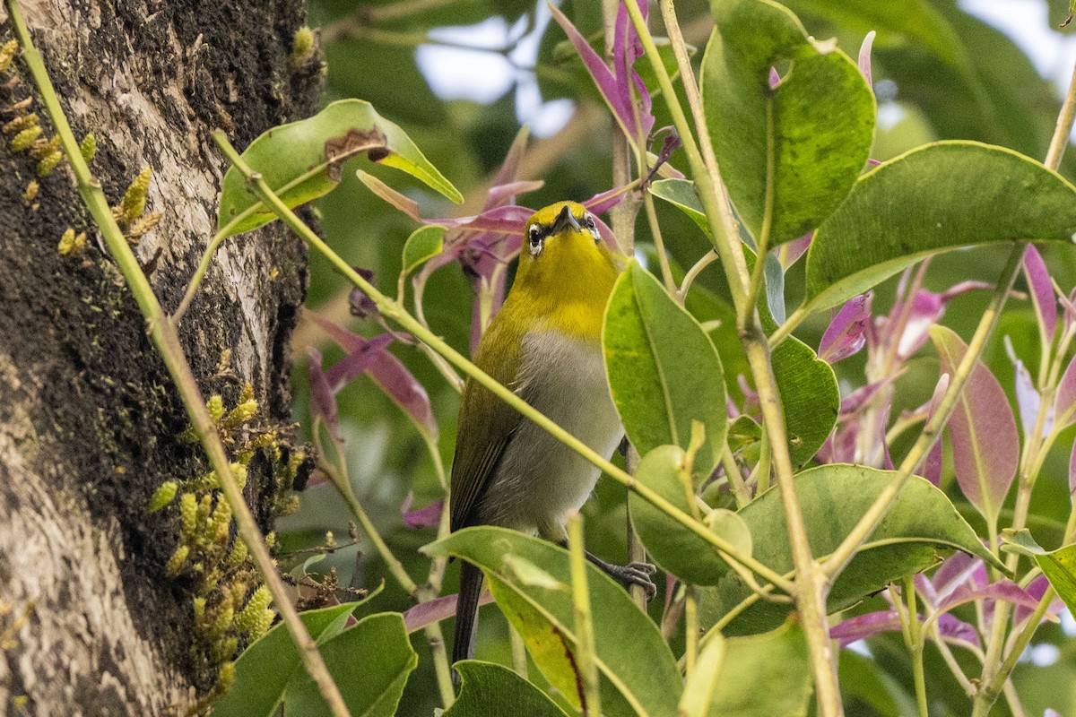 Окулярник південний - ML645492687