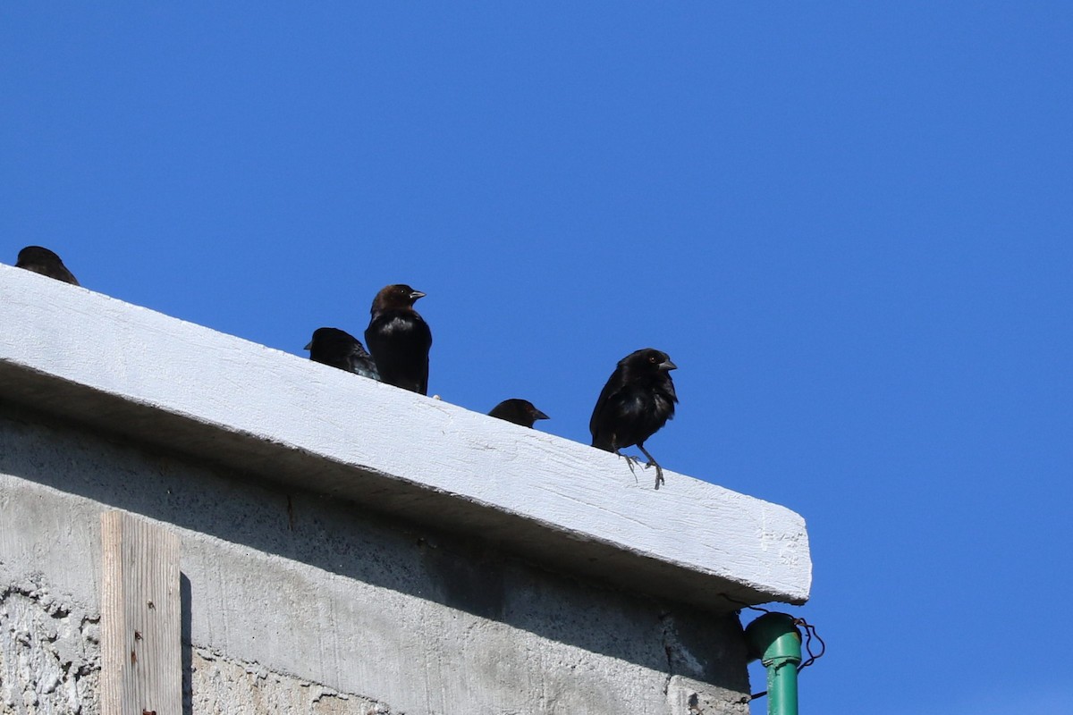 Вашер червоноокий - ML645492688