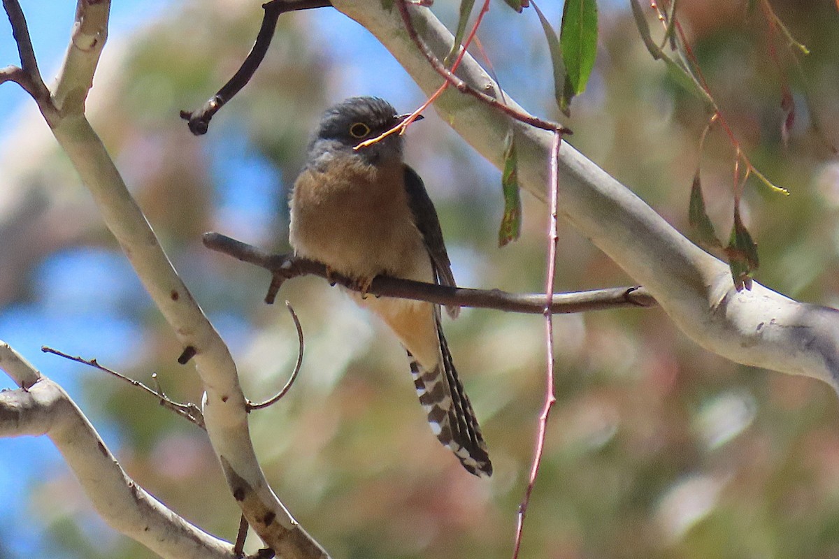 Кукавка віялохвоста - ML645492689