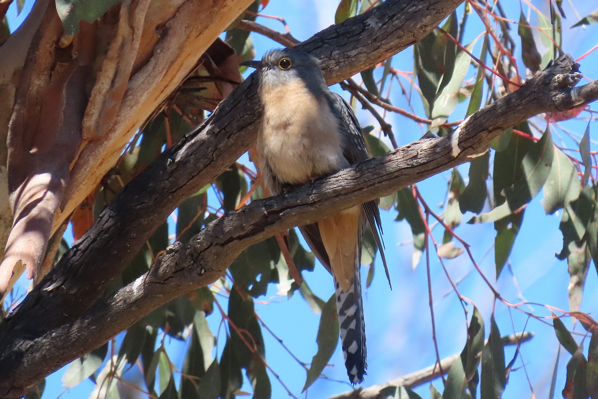 Кукавка віялохвоста - ML645492690