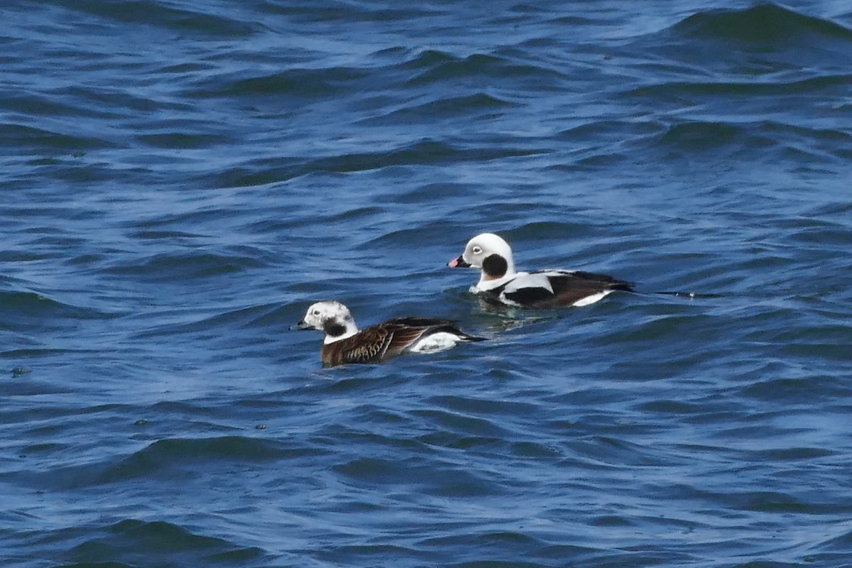 Морянка - ML645492692