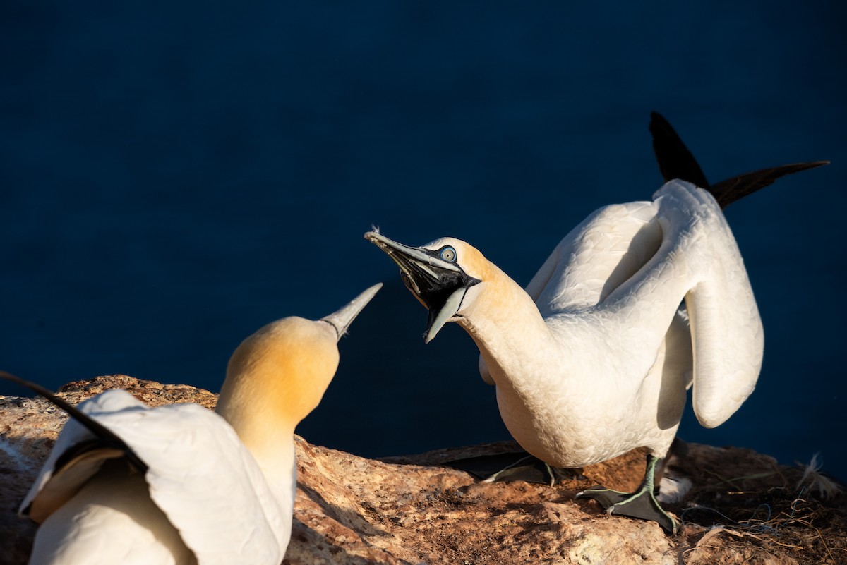 Сула атлантична - ML645492693