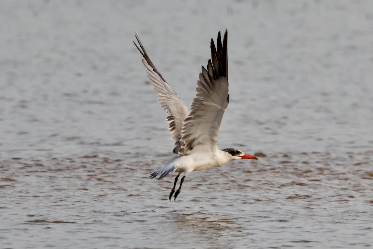 Крячок каспійський - ML645492696