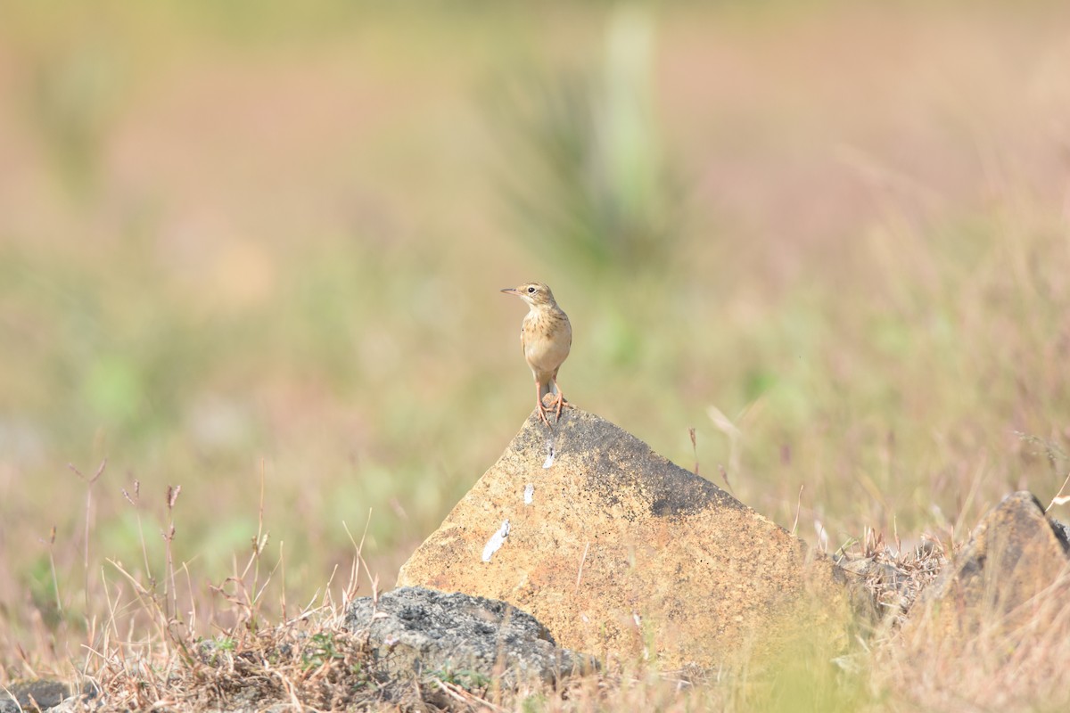 Щеврик sp. - ML645492697