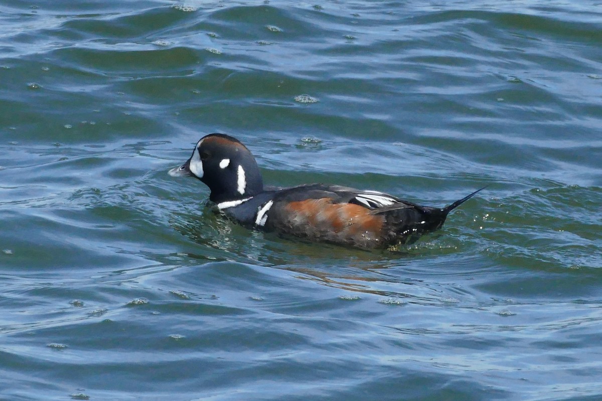 Каменярка - ML645492699