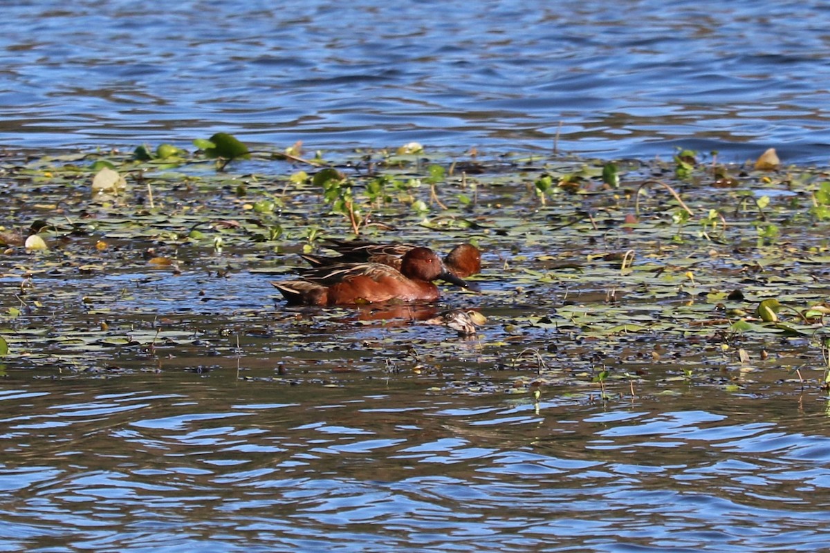 Чирянка руда - ML645492701