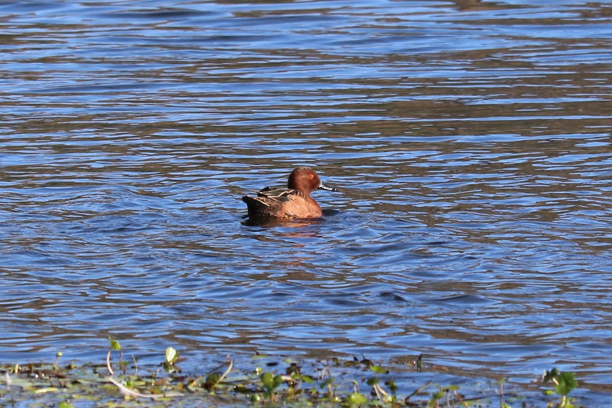 Чирянка руда - ML645492702