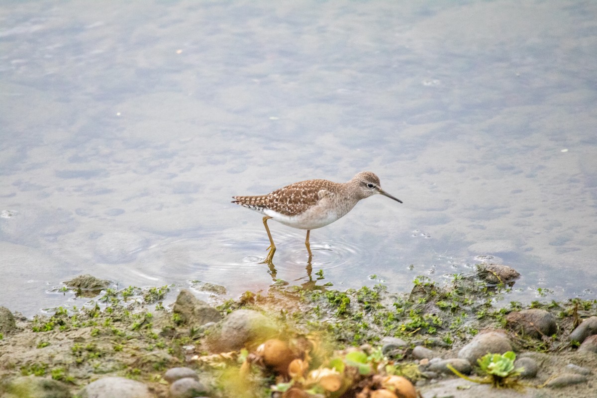 Коловодник болотяний - ML645492703