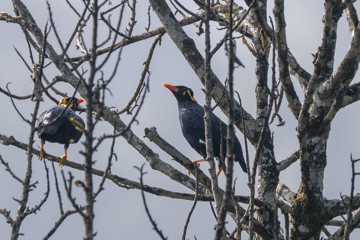 Бео південний - ML645492707