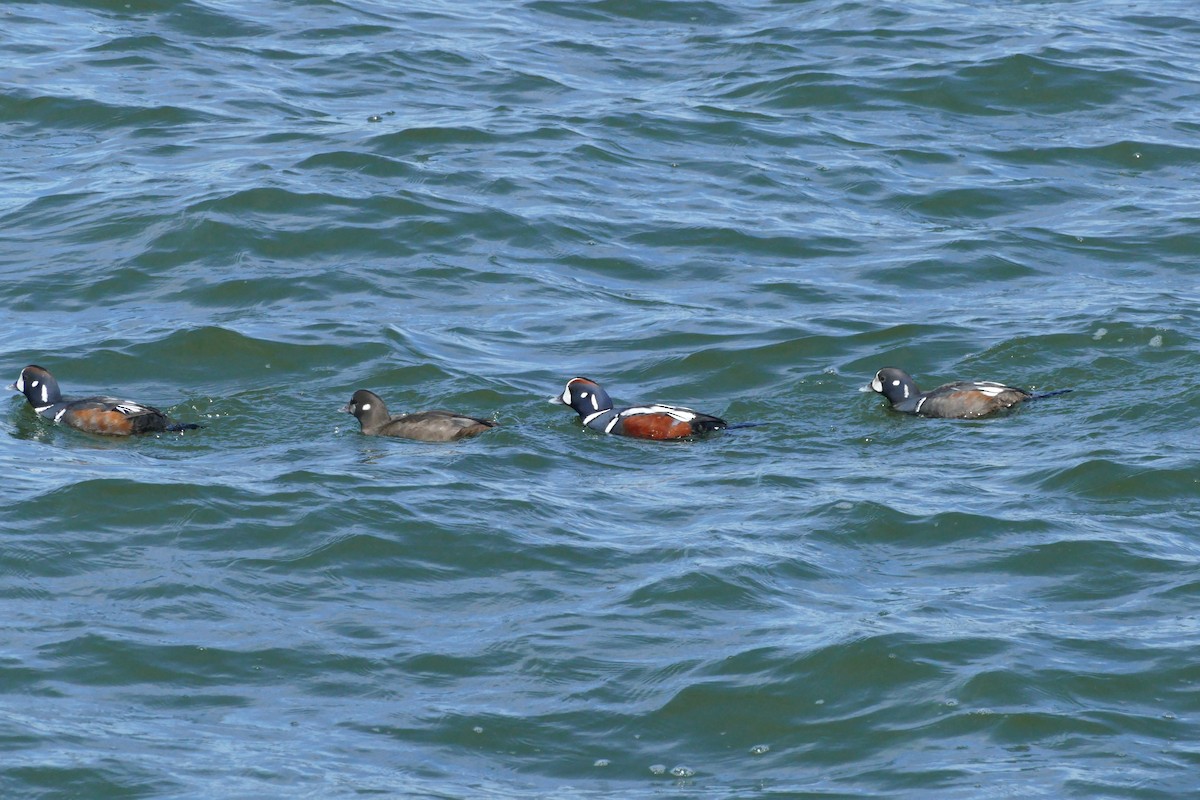 Каменярка - ML645492708