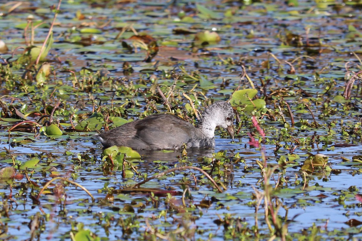 Лиска американська - ML645492709