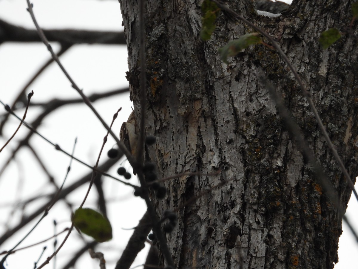 Підкоришник американський - ML645492711