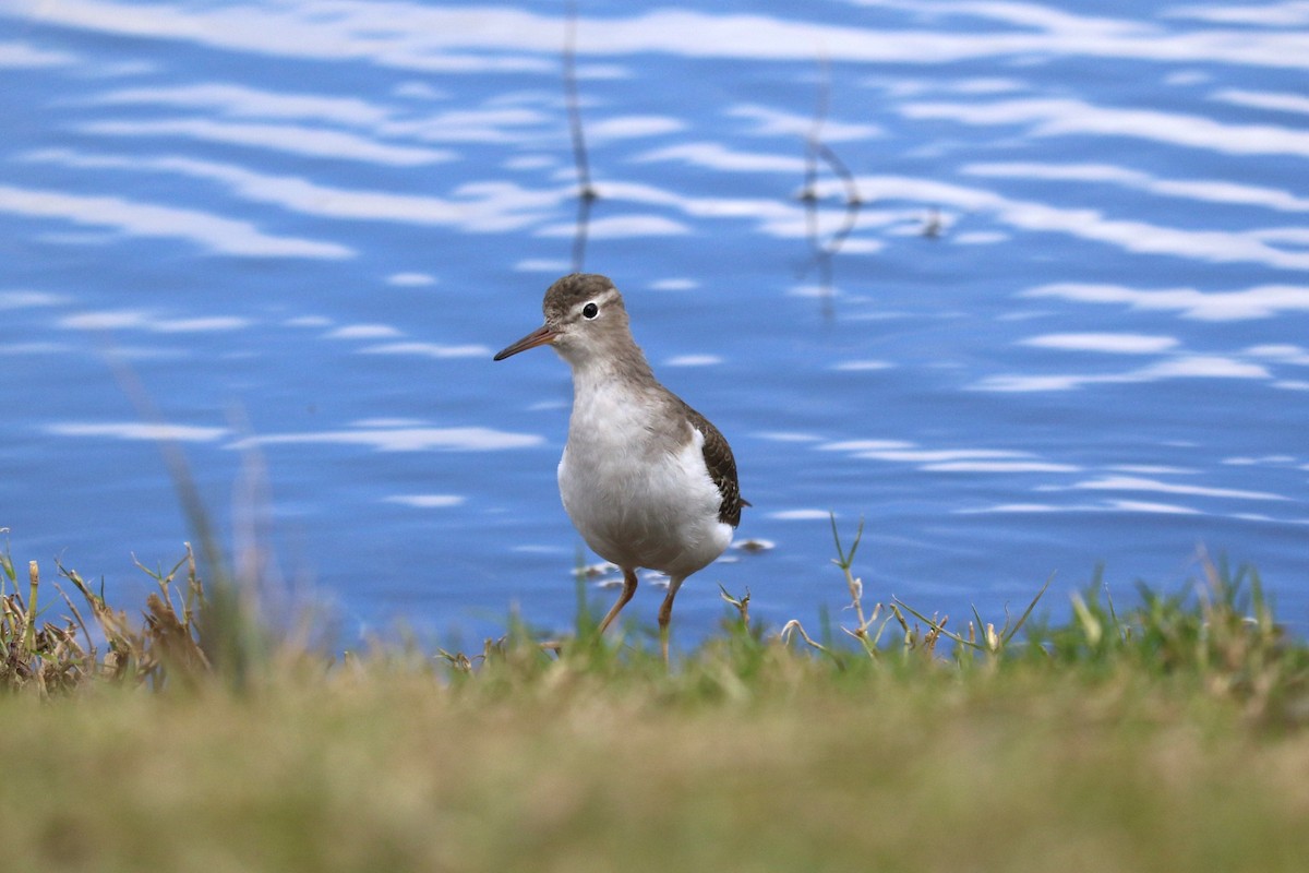 Набережник плямистий - ML645492714