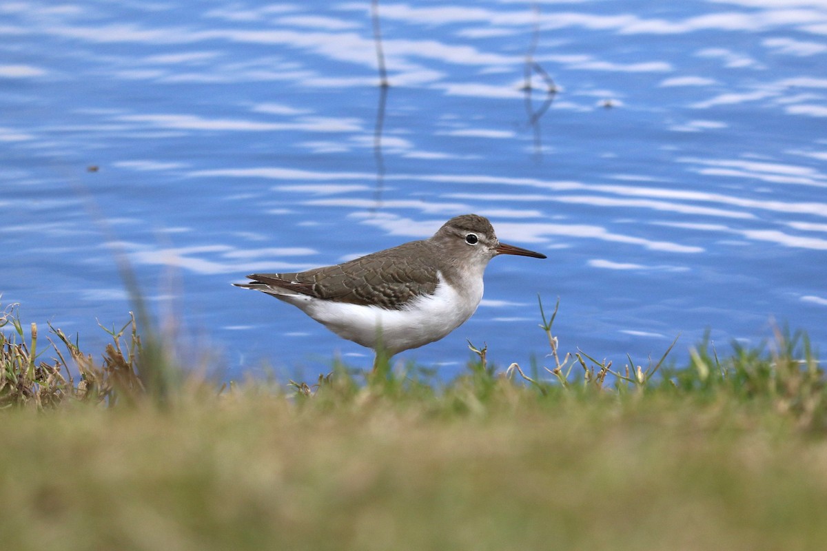 Набережник плямистий - ML645492715