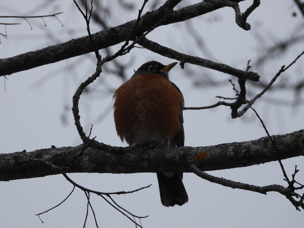 American Robin - ML645492717