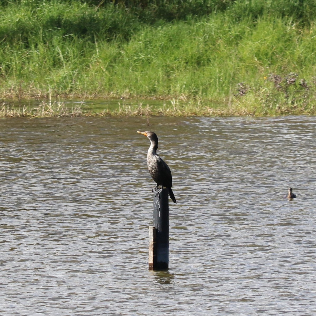 Баклан вухатий - ML645492718