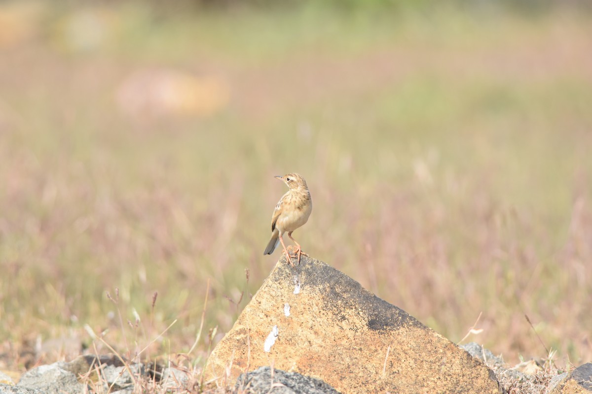 Tawny Pipit - ML645492719