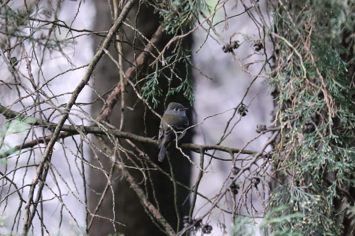 Hammond's Flycatcher - ML645492725