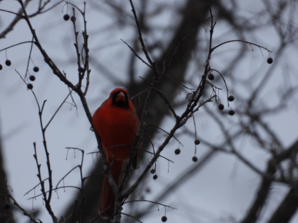Northern Cardinal - ML645492727