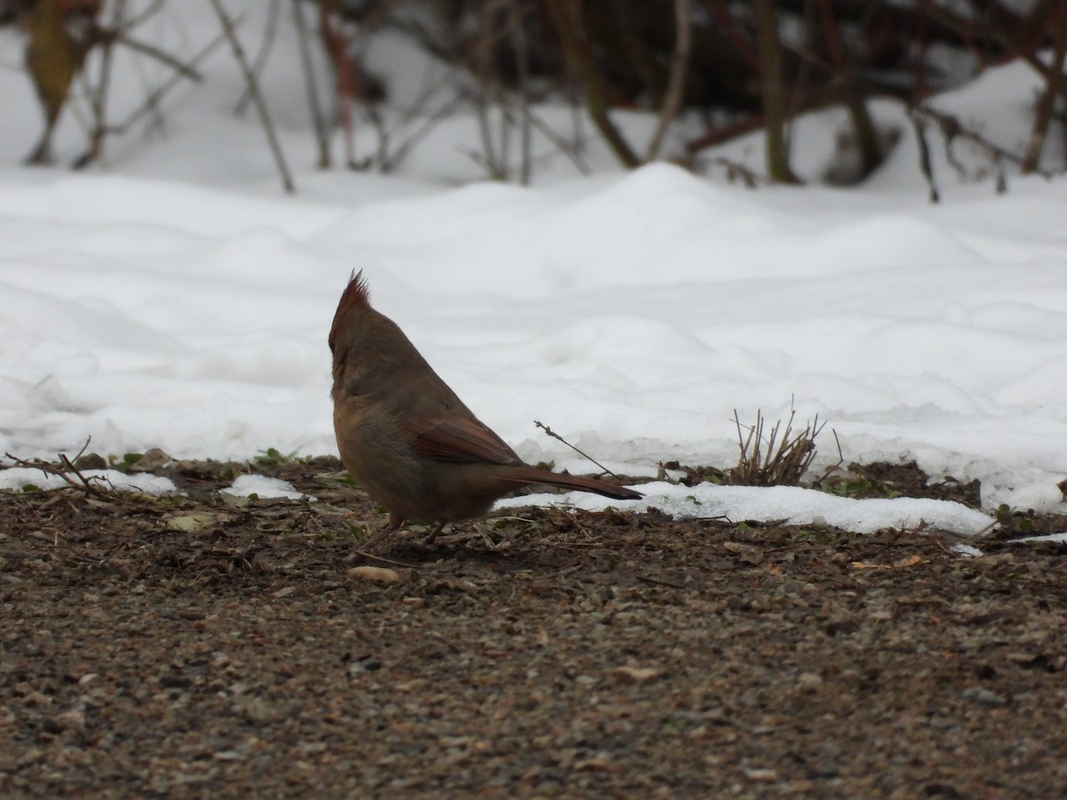 Northern Cardinal - ML645492728