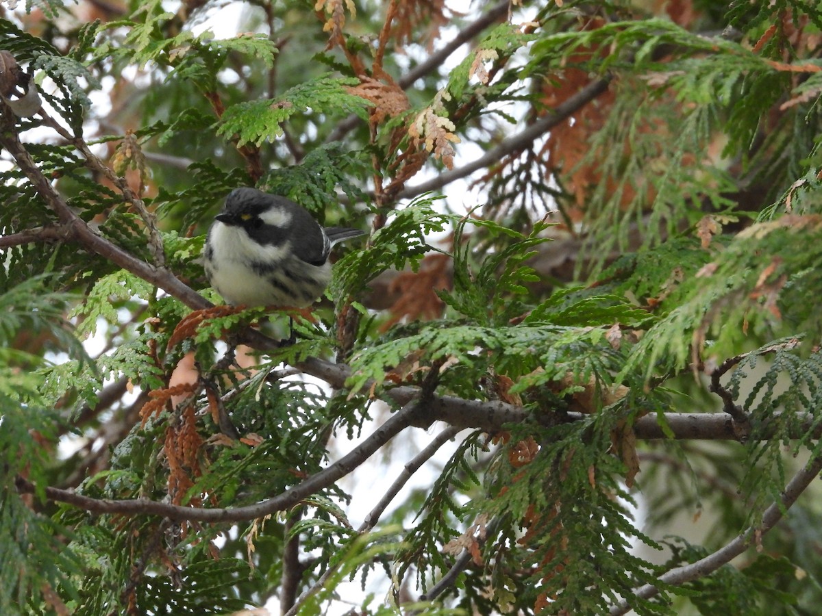 Black-throated Gray Warbler - ML645492733