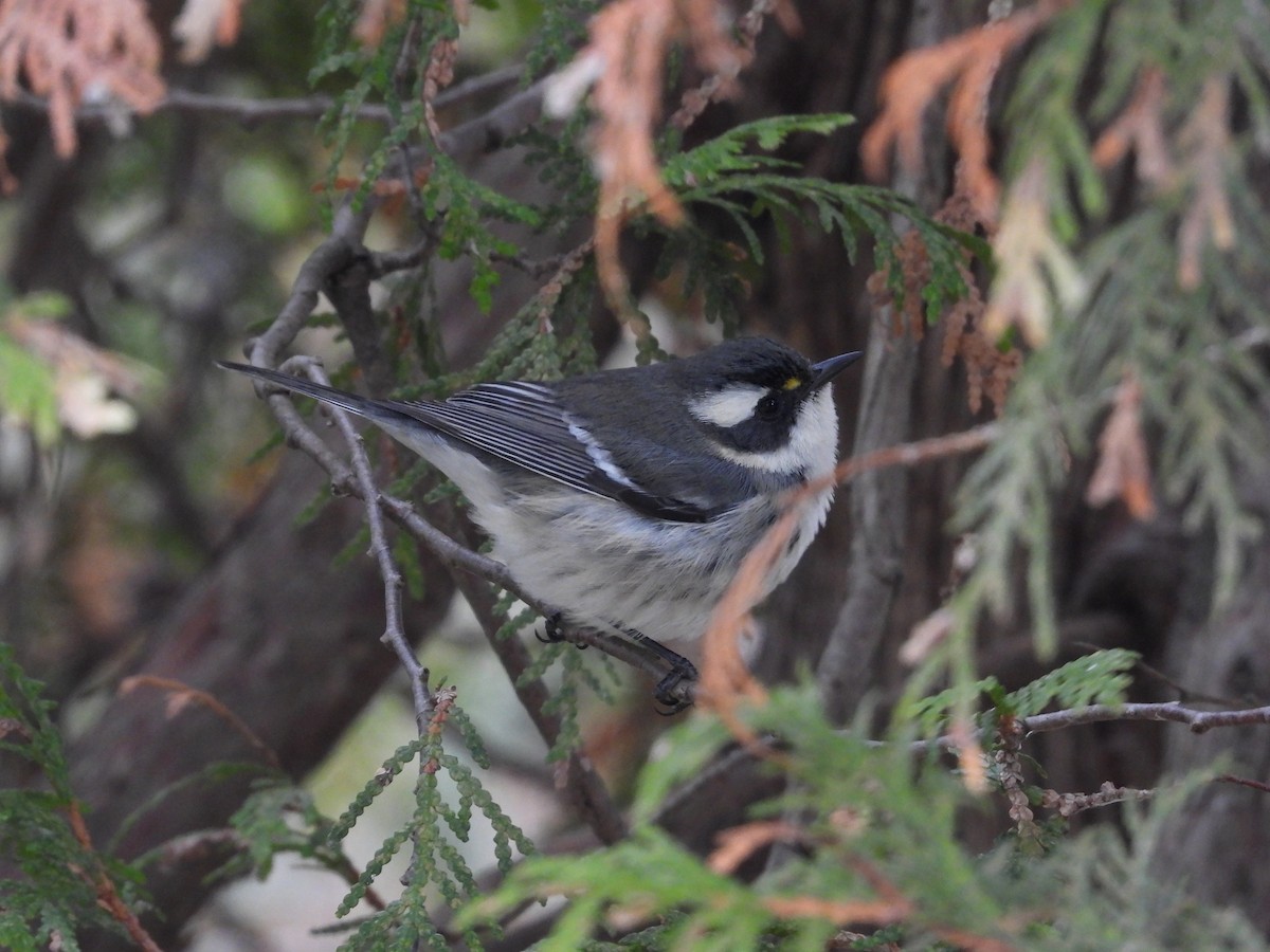 Black-throated Gray Warbler - ML645492734
