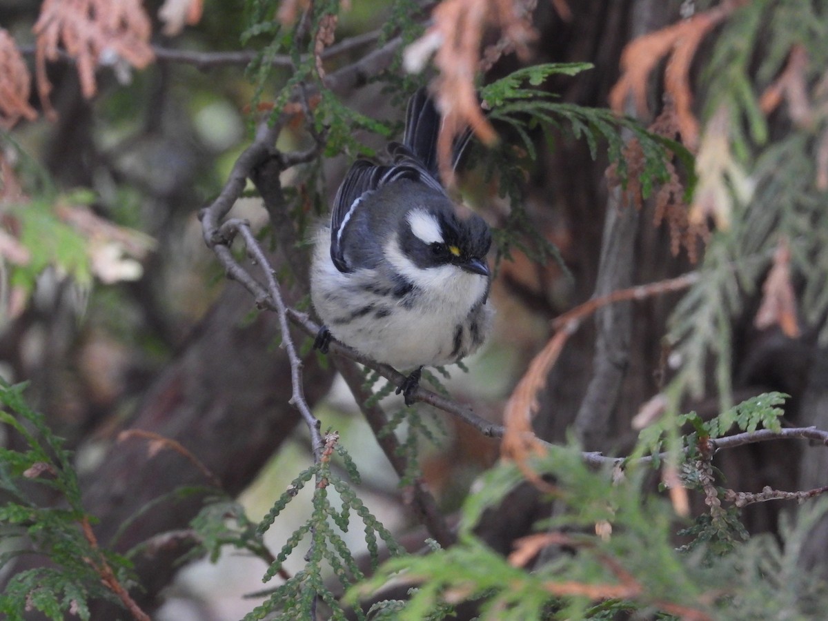 Black-throated Gray Warbler - ML645492735