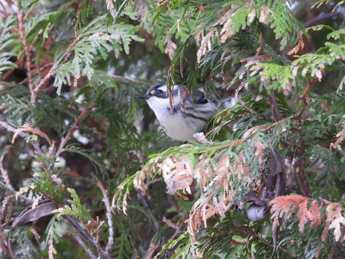 Black-throated Gray Warbler - ML645492736