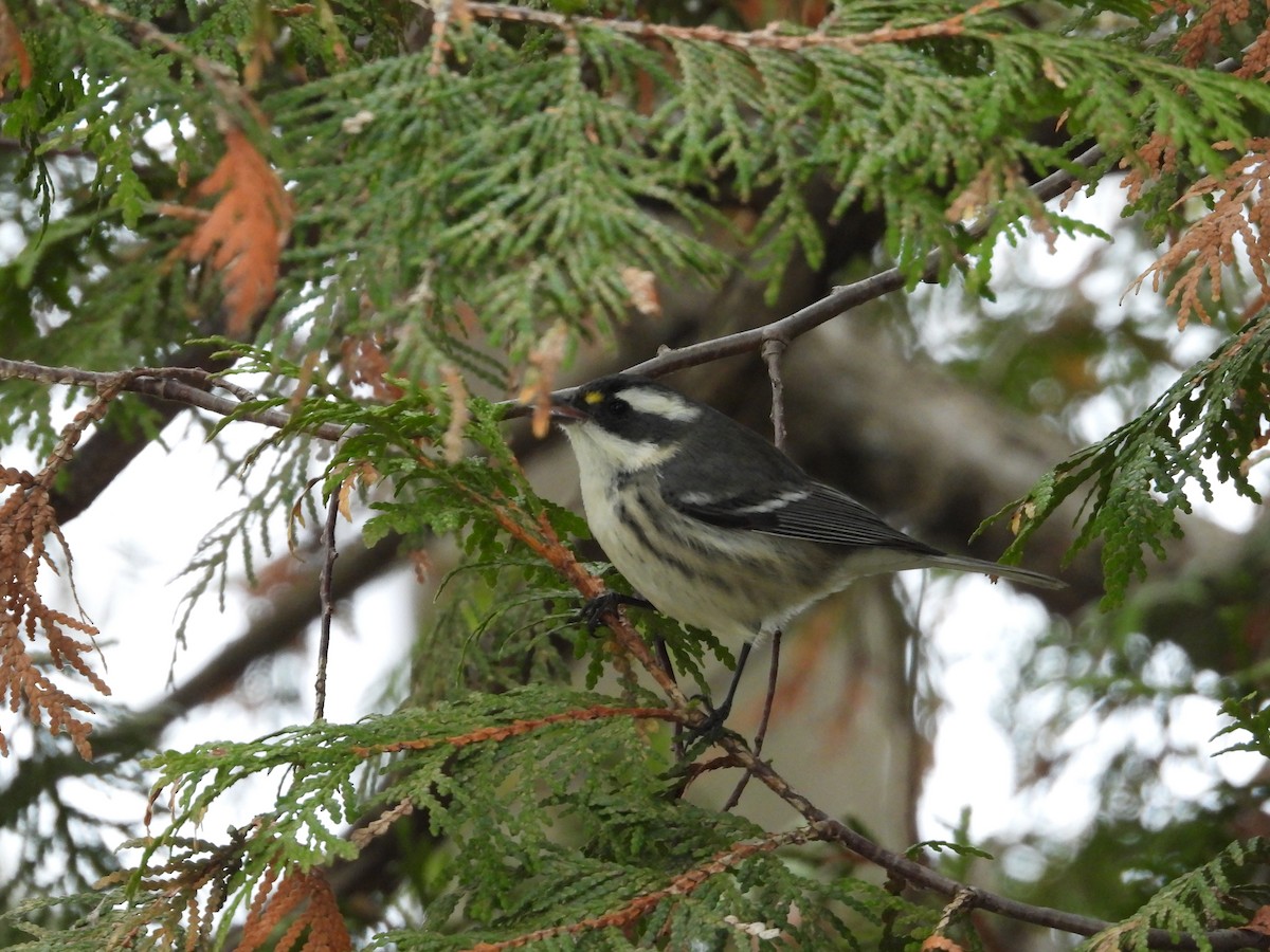 Black-throated Gray Warbler - ML645492737