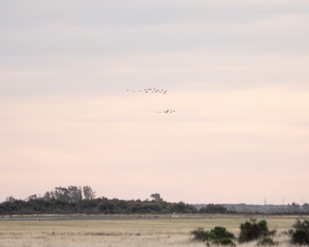 Burrowing Parakeet - ML645492739