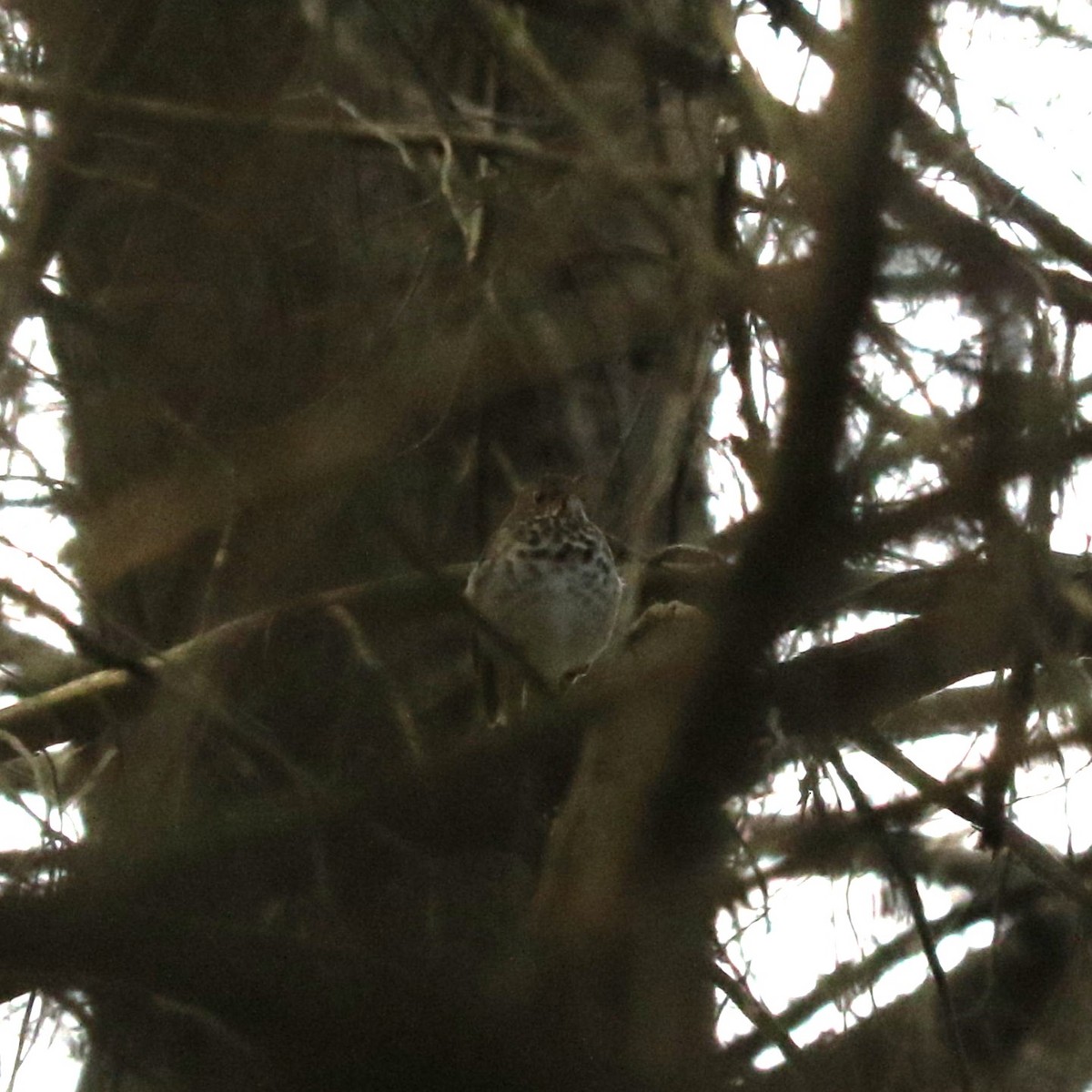 Hermit Thrush - ML645492741